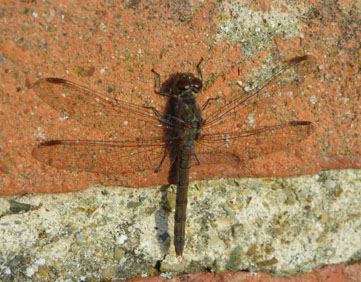 Sympetrum striolatum